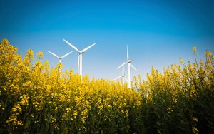 yellow rapeseed flower and wind energy