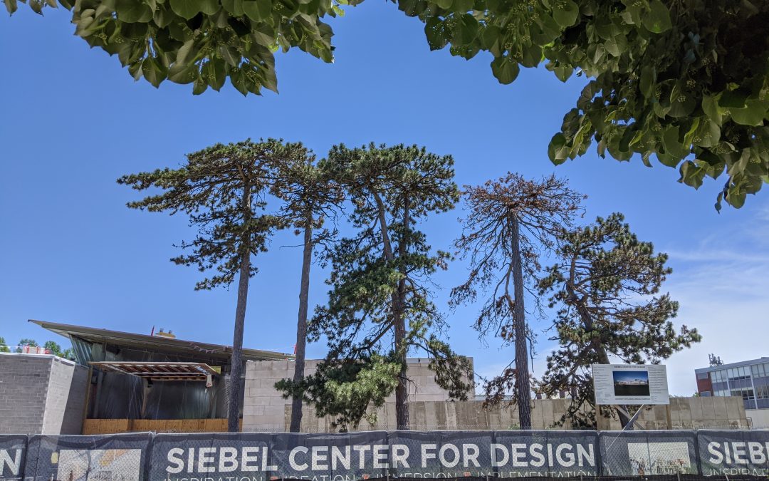 Rooted in Campus History: Century-Old Trees Near Siebel Center Preserved