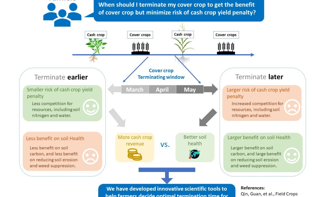 Cover Crop Management: Trade-Off between Carbon Benefits, Crop Yield