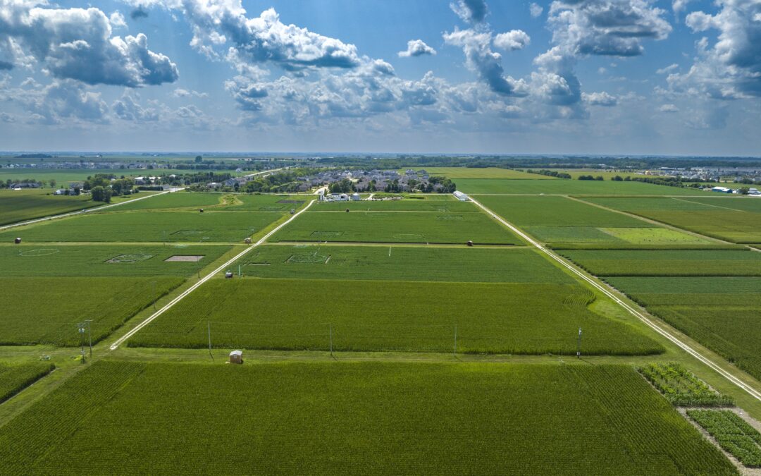 Illinois Researchers Prove New Method to Measure Ozone Stress in Soybeans